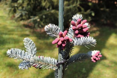 Abies procera 'Argentea' - jedle stříbrná - samčí šištice